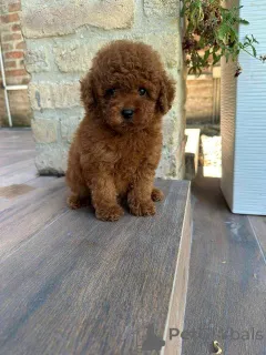 Дополнительные фото: Красный и абрикосовый пудель