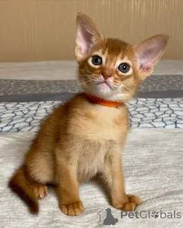 Фото №1. абиссинская - купить в Биерсдорф за договорная. Объявление №167577