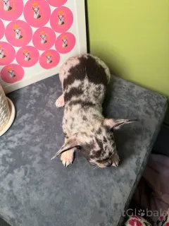 Фото №2 к объявлению №163633 о продаже чихуахуа - купить в Финляндии частное объявление, из приюта