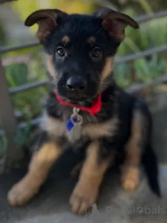 Фото №2 к объявлению №163768 о продаже немецкую овчарку - купить в Швейцарии частное объявление, заводчик