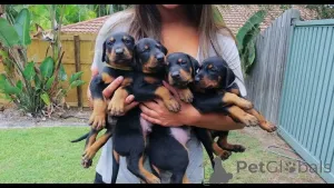 Фото №1. доберман - купить в Берлине за 74214₽. Объявление №137777