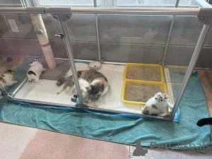 Фото №1. экзотическая - купить в Амстердам за 46384₽. Объявление №162810