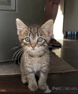 Дополнительные фото: Киттянам нужны дома (крошечный Тим)