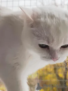 Фото №3. Снежанна ищет дом!. Россия