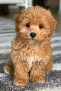 Фото №1. беспородная - купить в Тбилиси за 62096₽. Объявление №146103