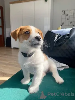 Фото №2 к объявлению №160531 о продаже джек-рассел-терьера - купить в Германии частное объявление