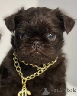 Фото №1. оттерхаунд - купить в Белграде за договорная. Объявление №138674