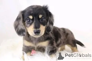 Фото №3. Симпатичные очаровательные щенки таксы на продажу, свяжитесь с WhatsApp Business.  Германия