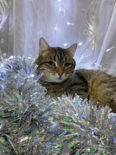 Дополнительные фото: Ласковый малыш МурАмур ищет любящую семью!