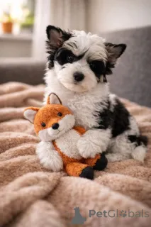 Фото №2 к объявлению №167365 о продаже бивер-йоркширского терьера - купить в Финляндии частное объявление