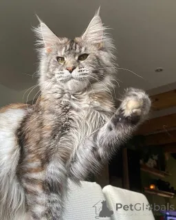 Фото №3. Котенок мейнкун. Великобритания