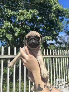 Фото №1. мопс - купить в Бранденбург за договорная. Объявление №164349