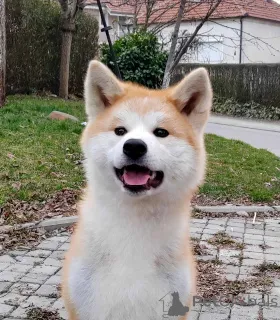 Дополнительные фото: Мария Стаменкович