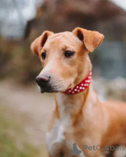 Фото №2 к объявлению №162509 о продаже беспородную - купить в России частное объявление