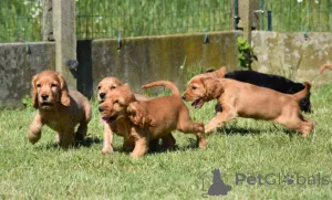 Дополнительные фото: Щенки кокер-спаниеля