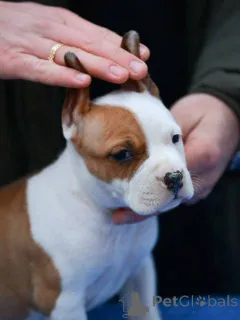 Фото №1. америк.стаффордширский терьер - купить в Белграде за договорная. Объявление №164475