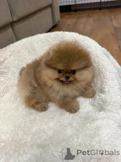 Фото №1. померанский шпиц - купить в Альбурли за договорная. Объявление №167202