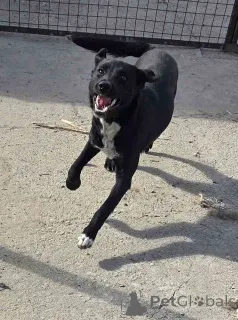 Фото №1. беспородная - купить в Бешка за Бесплатно. Объявление №157353