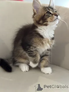 Фото №3. Котята мейн-кун LOOF. Монако