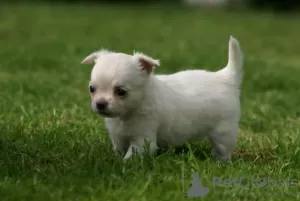 Фото №3. Jetzt Fertig! Atemberaubende Chihuahua-welpen mit langem упал.  Германия