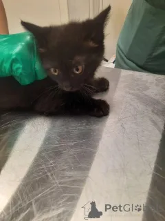 Дополнительные фото: Котята Шурик, Мия и Валентин ищут дом.