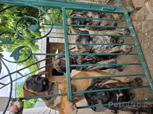 Фото №3. Канарский дог(Прессо Канарио).  Словакия