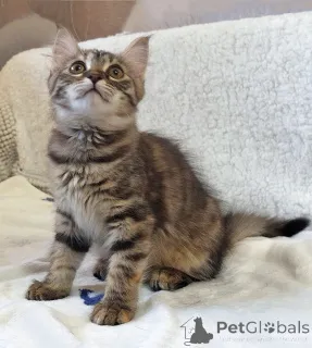 Фото №2 к объявлению №158290 о продаже  - купить в России частное объявление