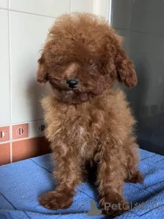 Фото №1. пудель (той) - купить в Киеве за 111320₽. Объявление №150131