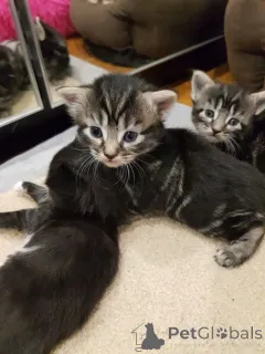 Фото №2 к объявлению №161095 о продаже европейская короткошерстная - купить в Швеции заводчик