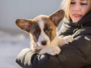 Фото №3. Щенки вельш корги кардиган от чемпионов.  Россия