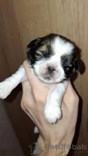 Дополнительные фото: Чистокровные щенки Ши-Тцу