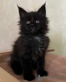 Фото №1. мейн-кун - купить в Мюнхене за 64937₽. Объявление №150611