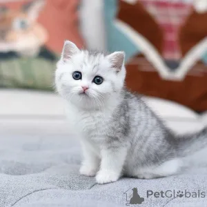 Фото №3. Котята одни из самых очаровательных и ошеломляющих кошек в кошачьем мире. Они. Испания