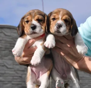 Фото №4. Продажа  в Аугсбург  - цена договорная