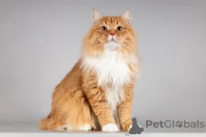 Фото №3. Рыжий котик Пушкин ищет семью.. Россия