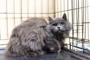 Фото №3. Пушистая красавица Артемида в добрые руки.. Россия