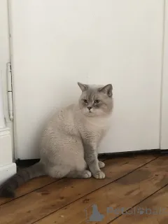 Фото №1.  - купить в Эелс за 32468₽. Объявление №147298