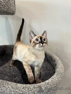 Фото №4. Продам бенгальскую в Гамбург частное объявление - цена 69575₽