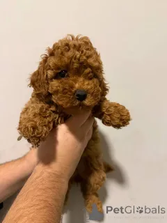 Фото №4. Продажа померанского шпица в Сивац  - цена договорная