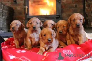 Фото №1. лабрадор-ретривер - купить в Алингс за 74214₽. Объявление №160638