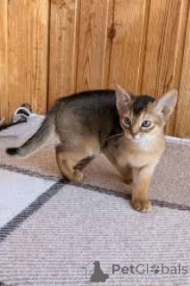 Фото №3. Adoptoitavat abessinialaiset кисанпеннут. Финляндия