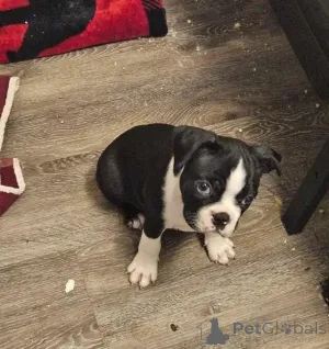 Фото №3. Boston-Terrier-Welpen nur noch 2 verfügbar schreiben Sie mir per WhatsApp 44.  Германия