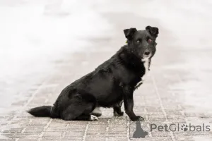 Дополнительные фото: В хорошие руки отдадим симпатягу парня по имени Шнырек!