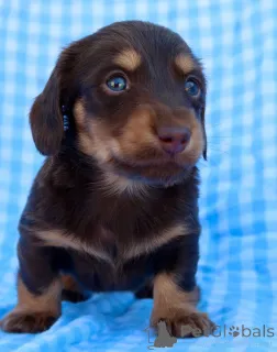 Фото №1. такса - купить в Киленни за договорная. Объявление №155087