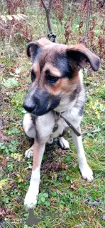 Дополнительные фото: Молодой пес Форест ищет семью.