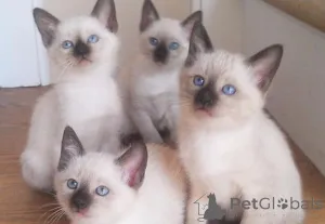 Фото №1. сиамская - купить в Донцдорф за 41745₽. Объявление №166291