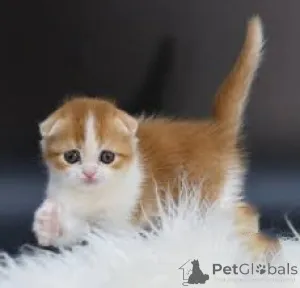 Фото №2 к объявлению №164253 о продаже шотландская вислоухая (скоттиш фолд) - купить в Бельгии частное объявление, заводчик