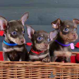 Фото №1. пражский крысарик - купить в Überlingen за договорная. Объявление №154702