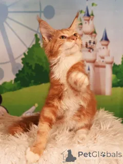 Дополнительные фото: vladi