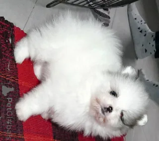 Фото №1. померанский шпиц - купить в Affalterbach за договорная. Объявление №145968